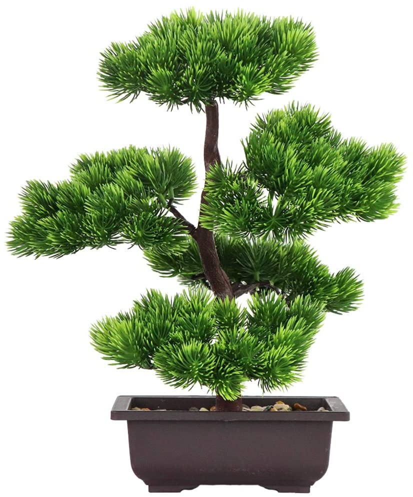 ต้นบอนไซไม้สนญี่ปุ่นสำหรับตกแต - Japanese Garden Bonsai บทวิจารณ์และราคา