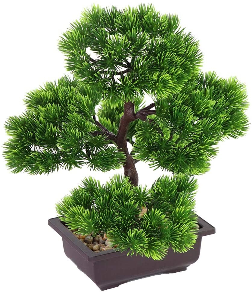 ต้นบอนไซไม้สนญี่ปุ่นสำหรับตกแต - Japanese Garden Bonsai บทวิจารณ์และราคา