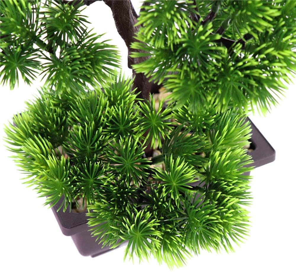 ต้นบอนไซไม้สนญี่ปุ่นสำหรับตกแต - Japanese Garden Bonsai บทวิจารณ์และราคา