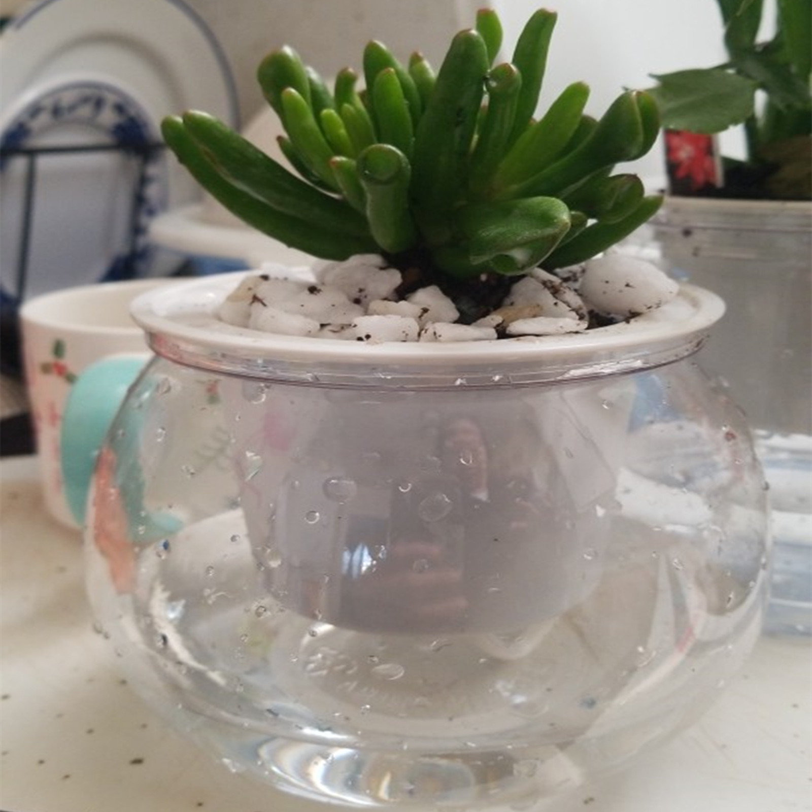 Self Watering Planter หม้อมินิ - Japanese Garden Bonsai บทวิจารณ์และราคา