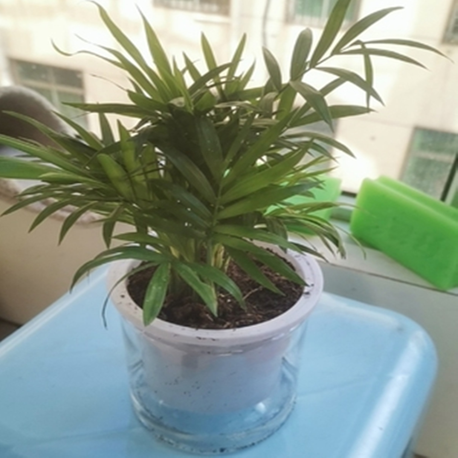 Self Watering Planter หม้อมินิ - Japanese Garden Bonsai บทวิจารณ์และราคา