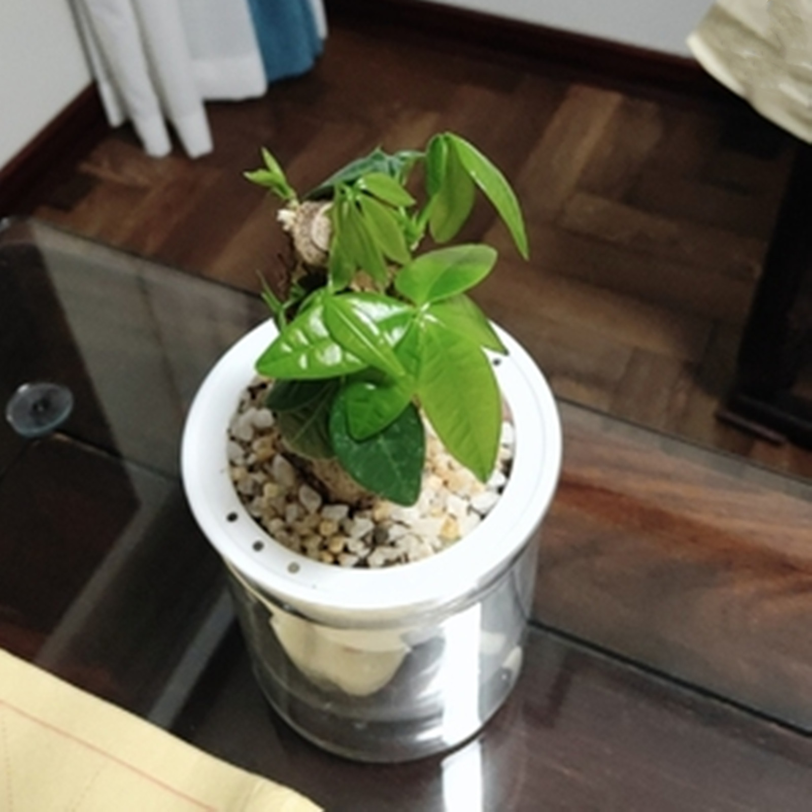Self Watering Planter หม้อมินิ - Japanese Garden Bonsai บทวิจารณ์และราคา